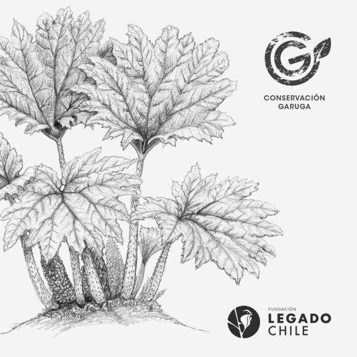 Lámina para enmarcar - Nalca