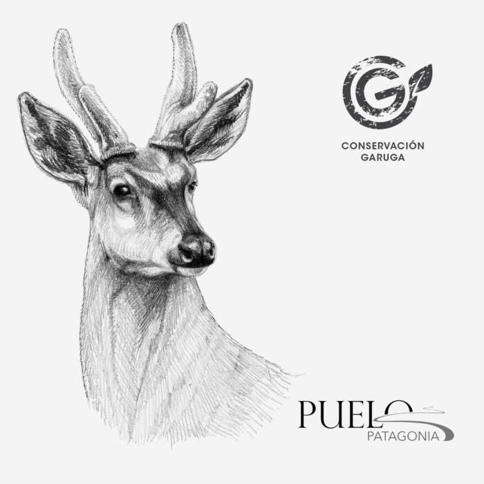 Funda Cojín- Huemul