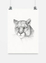 Lámina para enmarcar - Puma