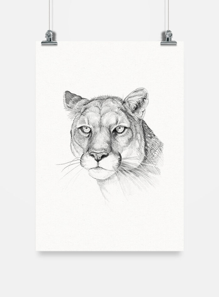 Lámina para enmarcar - Puma