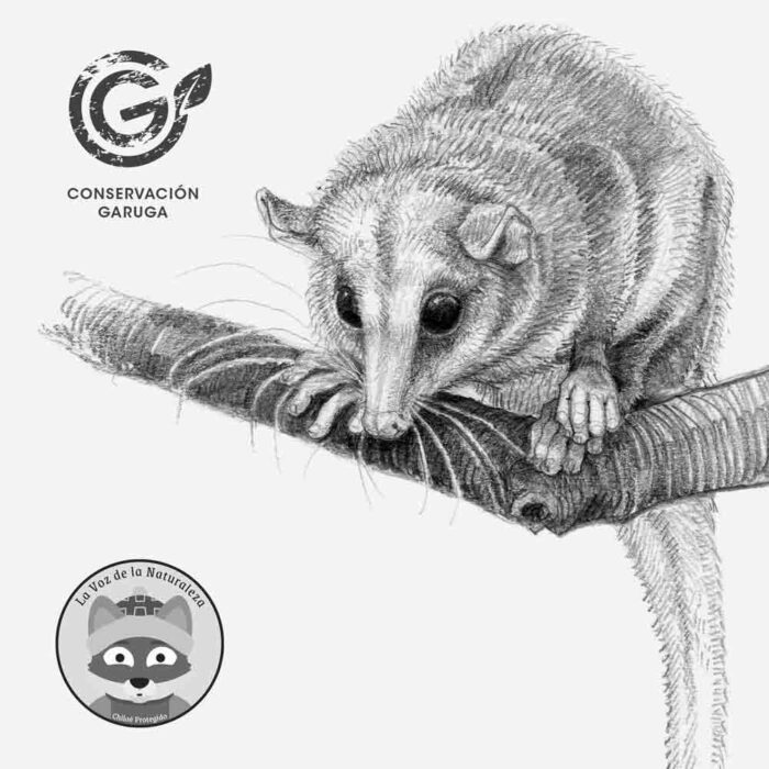 Funda Cojín- Monito del monte
