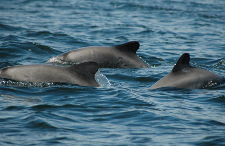 Cephalorhynchus_eutropia_Carla-Christie