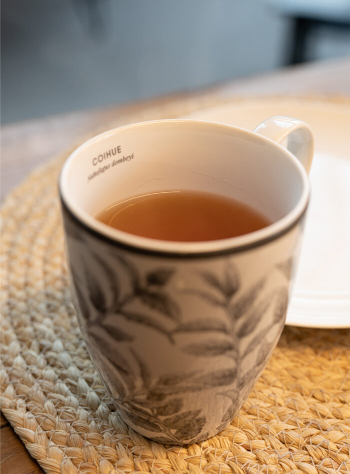 Set 6 Mugs Porcelana Coihue