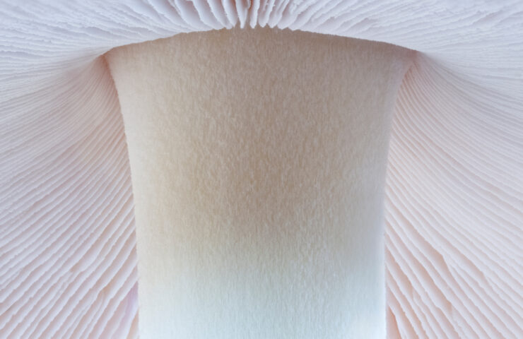 3º Lugar: “Debajo del Sombrero”