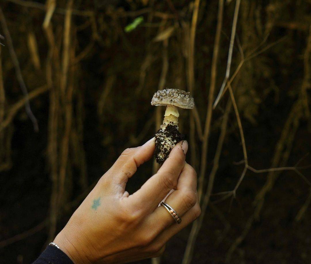 FUNGI