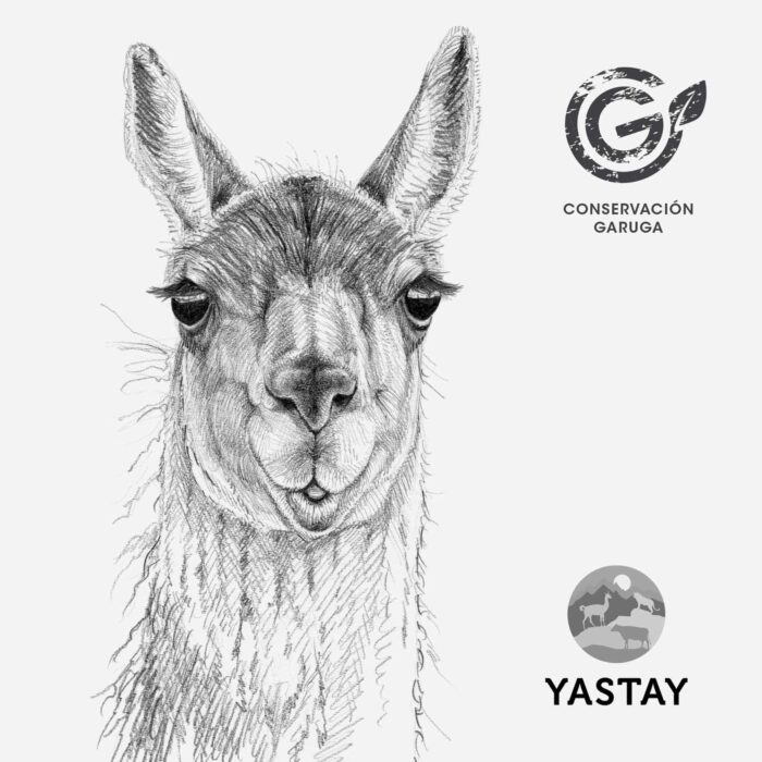 Totebag - Guanaco