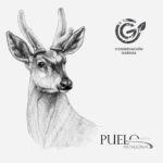 Estuche - Huemul