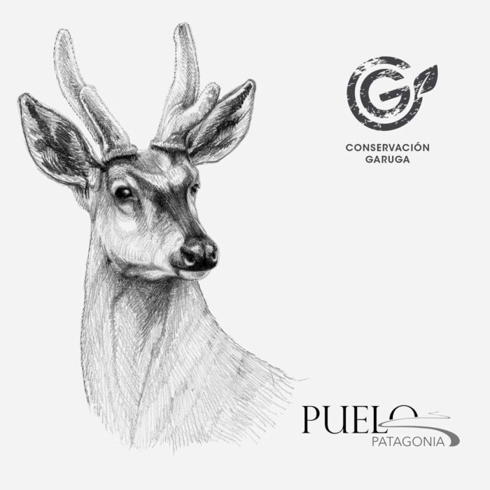 Estuche - Huemul