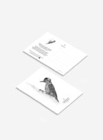 Pack 6 Postales