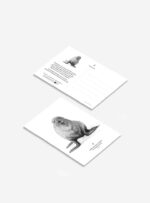 Pack 6 Postales