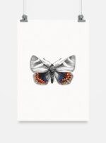 Lámina para enmarcar - Mariposa del Chagual