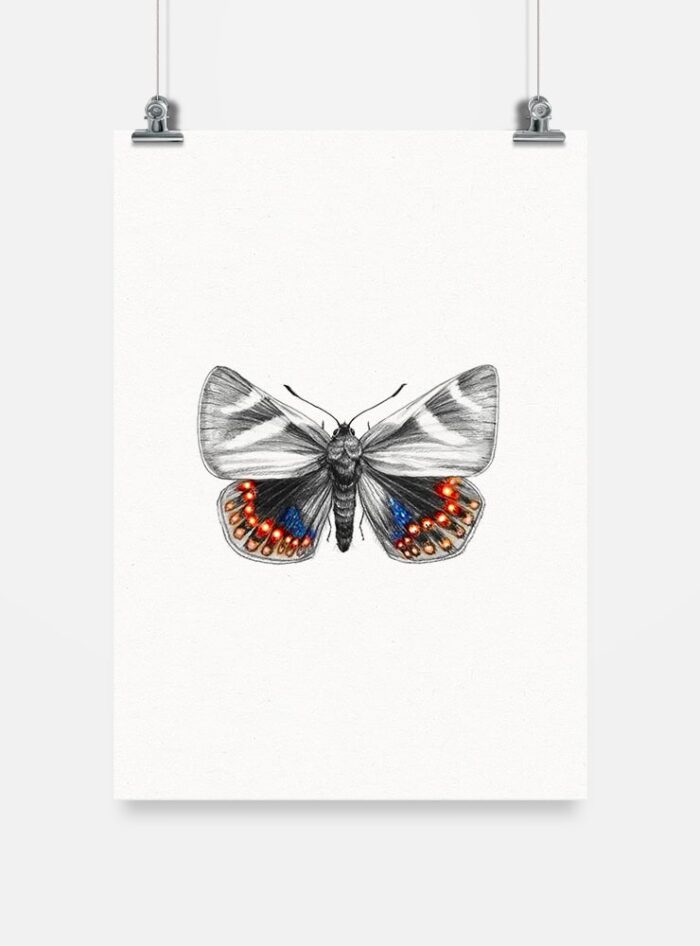 Lámina para enmarcar - Mariposa del Chagual