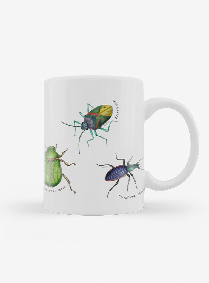 Tazón - Insectos de Chile