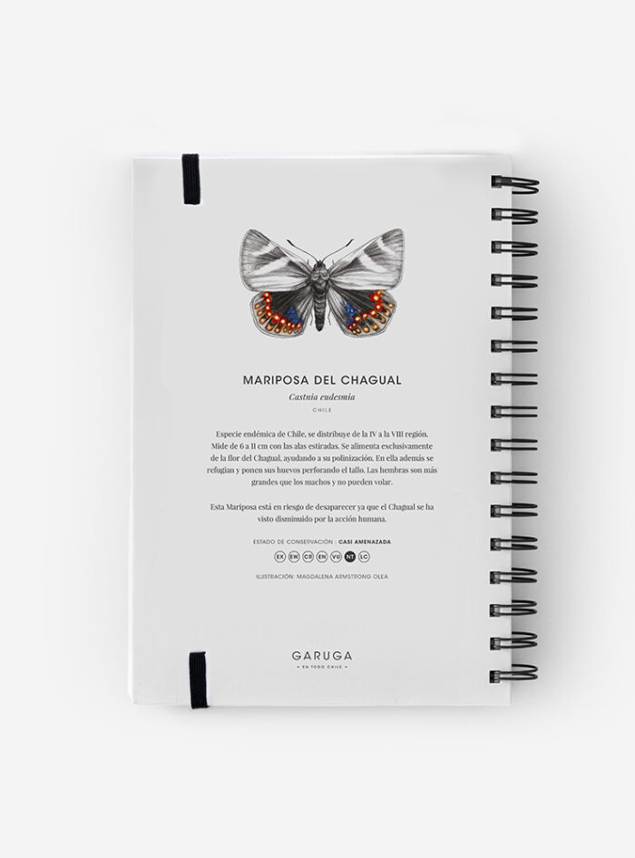 Cuaderno Mariposa del Chagual